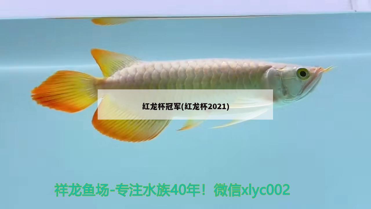 红龙杯冠军(红龙杯2021)