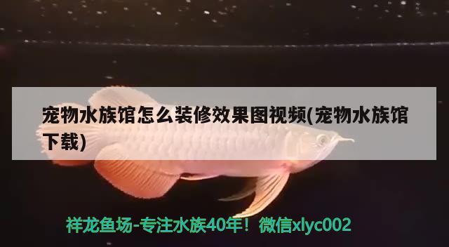 宠物水族馆怎么装修效果图视频(宠物水族馆下载)