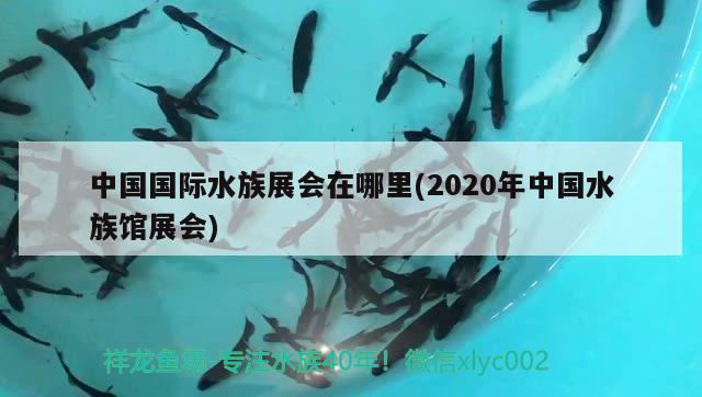 中国国际水族展会在哪里(2020年中国水族馆展会) 水族展会