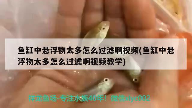 鱼缸中悬浮物太多怎么过滤啊视频(鱼缸中悬浮物太多怎么过滤啊视频教学)