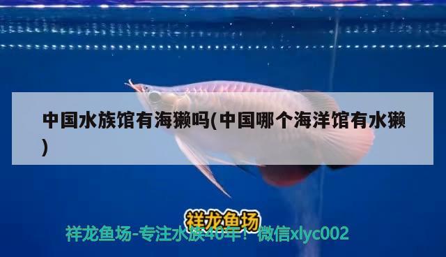 中国水族馆有海獭吗(中国哪个海洋馆有水獭) 2024第28届中国国际宠物水族展览会CIPS（长城宠物展2024 CIPS） 第2张