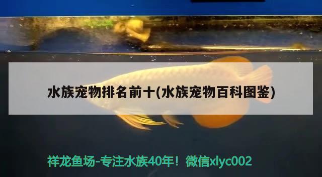 水族宠物排名前十(水族宠物百科图鉴)