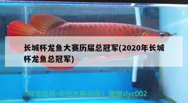 长城杯龙鱼大赛历届总冠军(2020年长城杯龙鱼总冠军) 2024第28届中国国际宠物水族展览会CIPS（长城宠物展2024 CIPS）