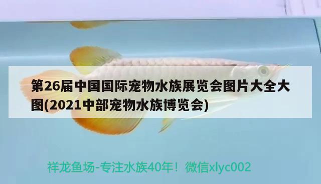 第26届中国国际宠物水族展览会图片大全大图(2021中部宠物水族博览会) 水族展会