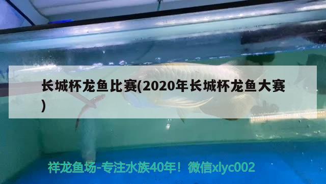 长城杯龙鱼比赛(2020年长城杯龙鱼大赛) 2024第28届中国国际宠物水族展览会CIPS（长城宠物展2024 CIPS）