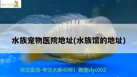 水族宠物医院地址(水族馆的地址) 2024第28届中国国际宠物水族展览会CIPS（长城宠物展2024 CIPS）