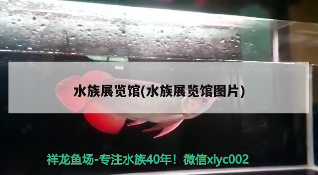 水族展览馆(水族展览馆图片) 水族展会