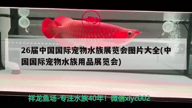 26届中国国际宠物水族展览会图片大全(中国国际宠物水族用品展览会) 水族展会