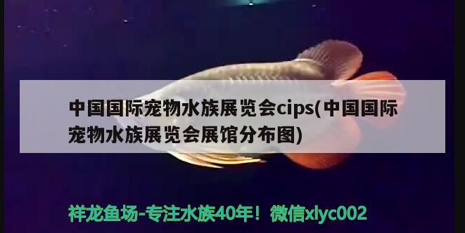 中国国际宠物水族展览会cips(中国国际宠物水族展览会展馆分布图)