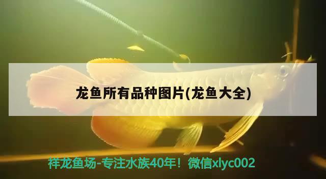 龙鱼所有品种图片(龙鱼大全) 2024第28届中国国际宠物水族展览会CIPS（长城宠物展2024 CIPS）