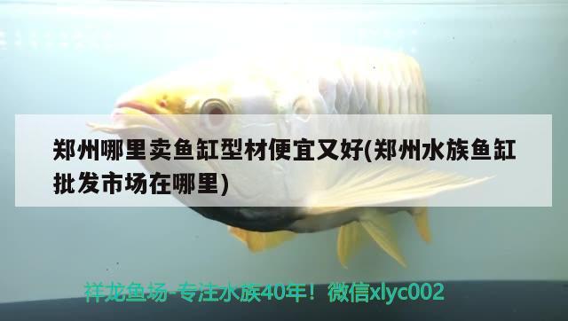 郑州哪里卖鱼缸型材便宜又好(郑州水族鱼缸批发市场在哪里) 祥龙鱼场