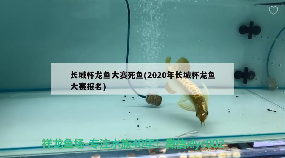 长城杯龙鱼大赛死鱼(2020年长城杯龙鱼大赛报名) 2024第28届中国国际宠物水族展览会CIPS（长城宠物展2024 CIPS）