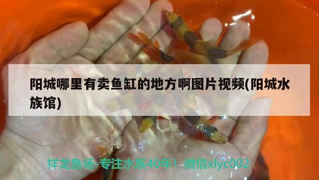 阳城哪里有卖鱼缸的地方啊图片视频(阳城水族馆) 水草