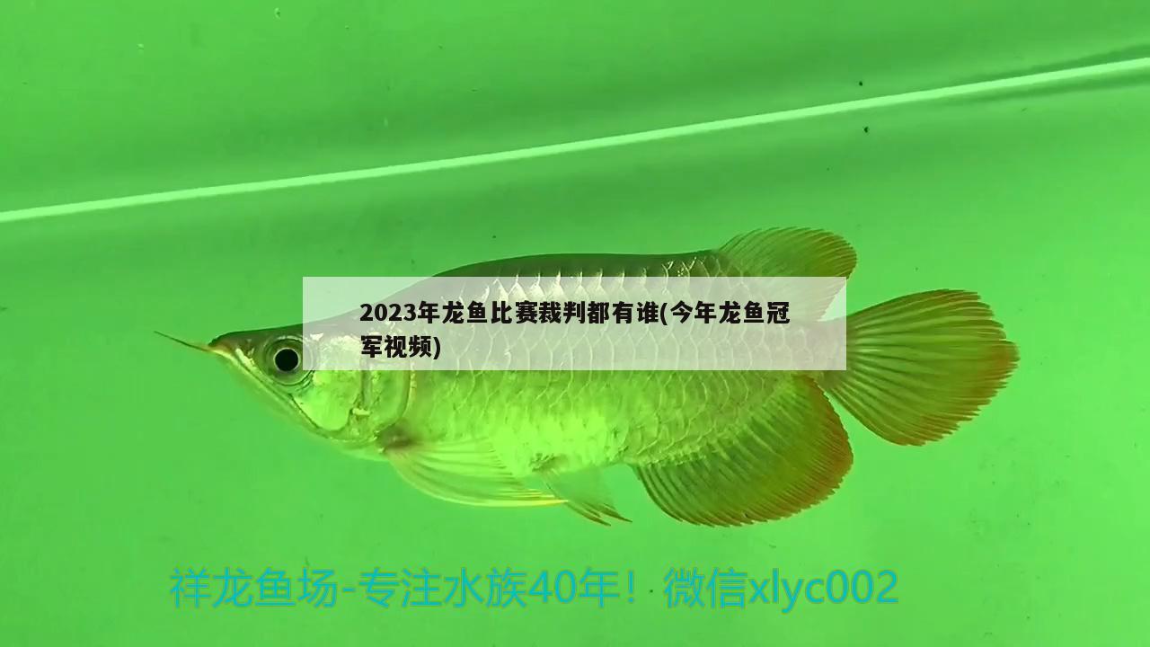 2023年龙鱼比赛裁判都有谁(今年龙鱼冠军视频)