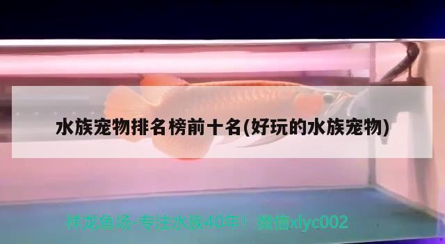 水族宠物排名榜前十名(好玩的水族宠物) 2024第28届中国国际宠物水族展览会CIPS（长城宠物展2024 CIPS）