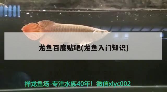 龙鱼百度贴吧(龙鱼入门知识) 2024第28届中国国际宠物水族展览会CIPS（长城宠物展2024 CIPS）