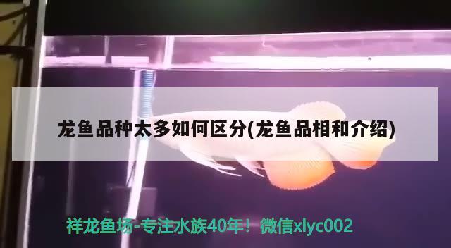 龙鱼品种太多如何区分(龙鱼品相和介绍) 2024第28届中国国际宠物水族展览会CIPS（长城宠物展2024 CIPS）