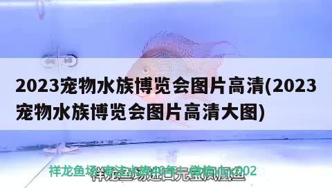 2023宠物水族博览会图片高清(2023宠物水族博览会图片高清大图)