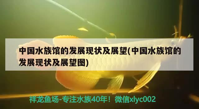 中国水族馆的发展现状及展望(中国水族馆的发展现状及展望图) 2024第28届中国国际宠物水族展览会CIPS（长城宠物展2024 CIPS） 第2张