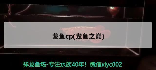 龙鱼cp(龙鱼之巅) 2024第28届中国国际宠物水族展览会CIPS（长城宠物展2024 CIPS）