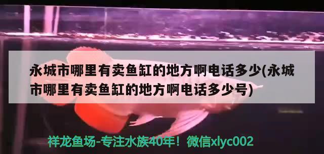 永城市哪里有卖鱼缸的地方啊电话多少(永城市哪里有卖鱼缸的地方啊电话多少号)