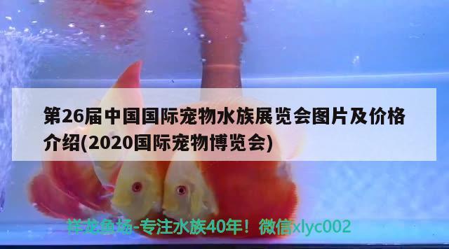 第26届中国国际宠物水族展览会图片及价格介绍(2020国际宠物博览会) 水族展会