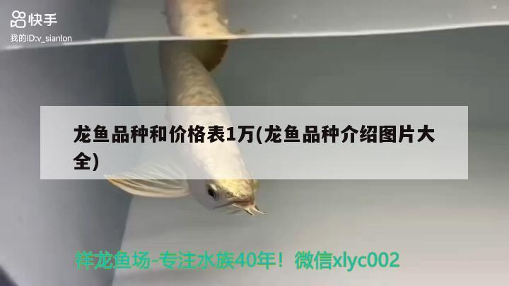 龙鱼品种和价格表1万(龙鱼品种介绍图片大全) 2024第28届中国国际宠物水族展览会CIPS（长城宠物展2024 CIPS） 第4张