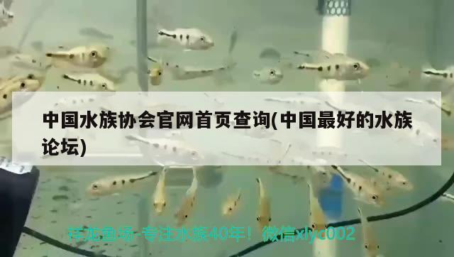 中国水族协会官网首页查询(中国最好的水族论坛)