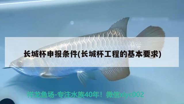 长城杯申报条件(长城杯工程的基本要求) 2024第28届中国国际宠物水族展览会CIPS（长城宠物展2024 CIPS）