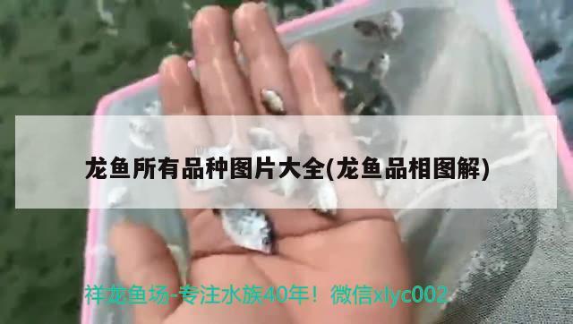 龙鱼所有品种图片大全(龙鱼品相图解)