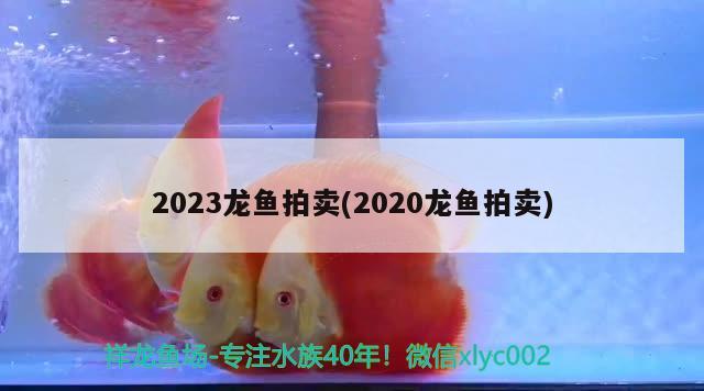 2023龙鱼拍卖(2020龙鱼拍卖)