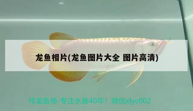 龙鱼相片(龙鱼图片大全图片高清) 2024第28届中国国际宠物水族展览会CIPS（长城宠物展2024 CIPS）