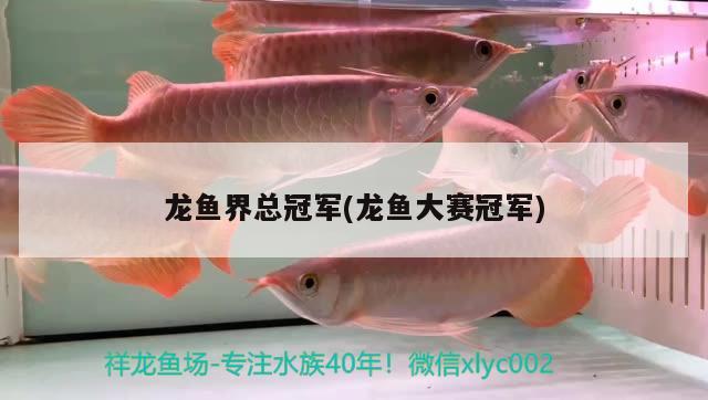 龙鱼界总冠军(龙鱼大赛冠军) 2024第28届中国国际宠物水族展览会CIPS（长城宠物展2024 CIPS）