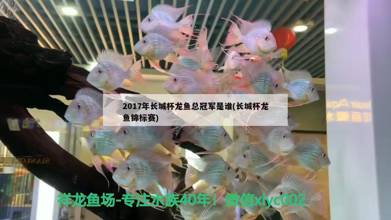 2017年长城杯龙鱼总冠军是谁(长城杯龙鱼锦标赛) 2024第28届中国国际宠物水族展览会CIPS（长城宠物展2024 CIPS）