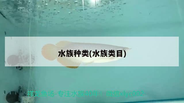 水族种类(水族类目)