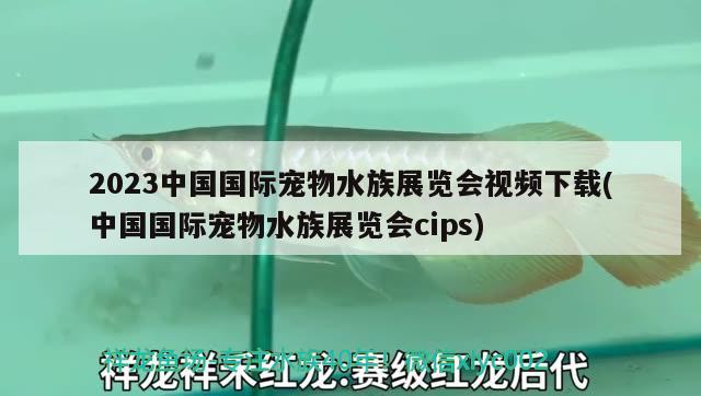 2023中国国际宠物水族展览会视频下载(中国国际宠物水族展览会cips)