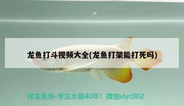 龙鱼打斗视频大全(龙鱼打架能打死吗) 2024第28届中国国际宠物水族展览会CIPS（长城宠物展2024 CIPS）