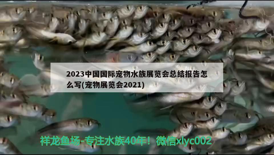 2023中国国际宠物水族展览会总结报告怎么写(宠物展览会2021)