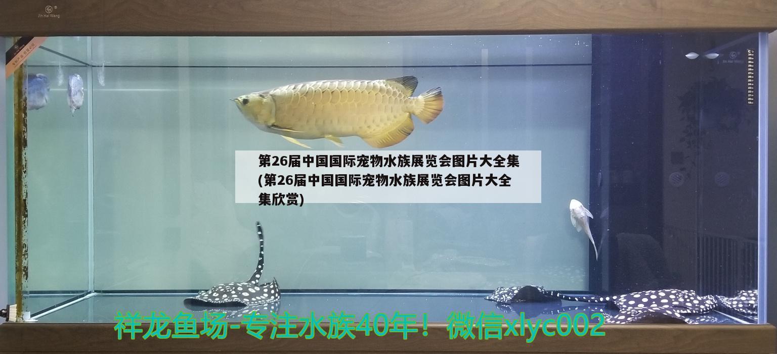 第26届中国国际宠物水族展览会图片大全集(第26届中国国际宠物水族展览会图片大全集欣赏)