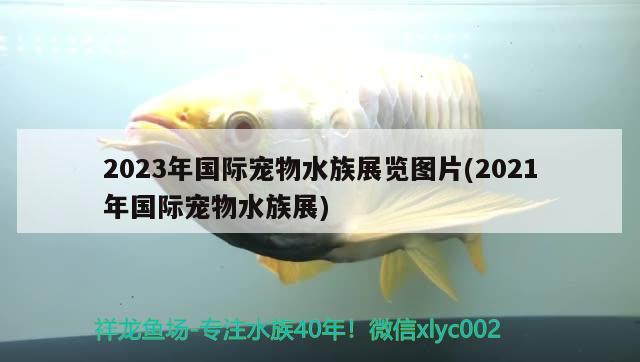 2023年国际宠物水族展览图片(2021年国际宠物水族展)