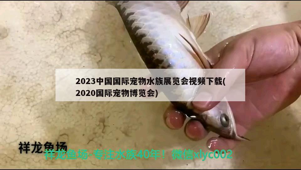 2023中国国际宠物水族展览会视频下载(2020国际宠物博览会)