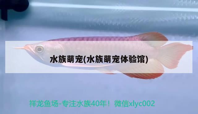 水族萌宠(水族萌宠体验馆) 2024第28届中国国际宠物水族展览会CIPS（长城宠物展2024 CIPS）