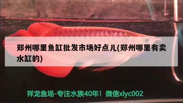 郑州哪里鱼缸批发市场好点儿(郑州哪里有卖水缸的) 潜水艇鱼
