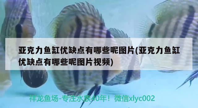 亚克力鱼缸优缺点有哪些呢图片(亚克力鱼缸优缺点有哪些呢图片视频) 龙鱼百科