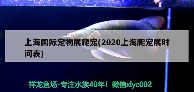 上海国际宠物展爬宠(2020上海爬宠展时间表)