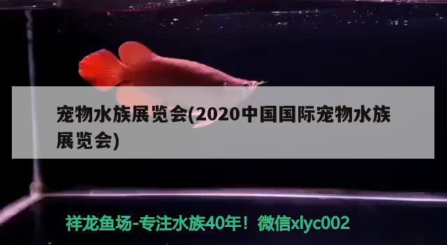 宠物水族展览会(2020中国国际宠物水族展览会)