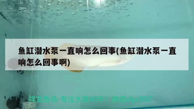 鱼缸潜水泵一直响怎么回事(鱼缸潜水泵一直响怎么回事啊) 斑马狗头鱼