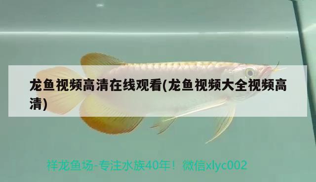 龙鱼视频高清在线观看(龙鱼视频大全视频高清) 2024第28届中国国际宠物水族展览会CIPS（长城宠物展2024 CIPS）