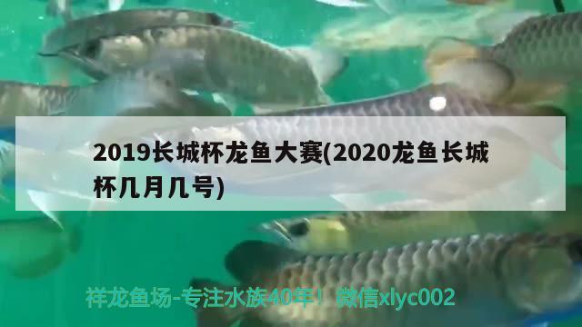 2019长城杯龙鱼大赛(2020龙鱼长城杯几月几号)