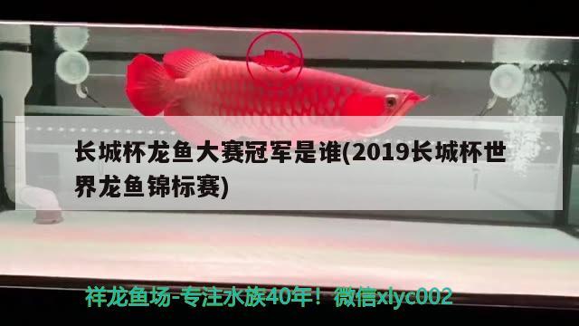 长城杯龙鱼大赛冠军是谁(2019长城杯世界龙鱼锦标赛) 2024第28届中国国际宠物水族展览会CIPS（长城宠物展2024 CIPS）